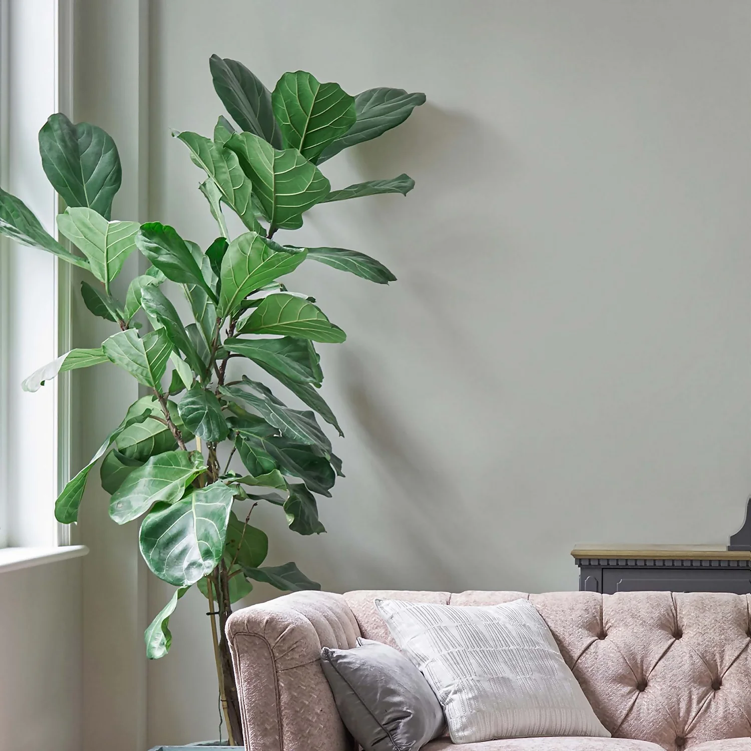 Laura Ashley Eggshell Paint Pale Sage Leaf - 750ml 2 Laura Ashley Eggshell Paint Pale Sage Leaf - 750ml - Image 2